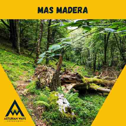 Rutas Bosques en Asturias