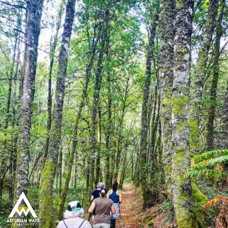 Rutas de Bosques en Asturias. Más Madera.